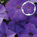 Bild von Petunia P12 Lavender Sky